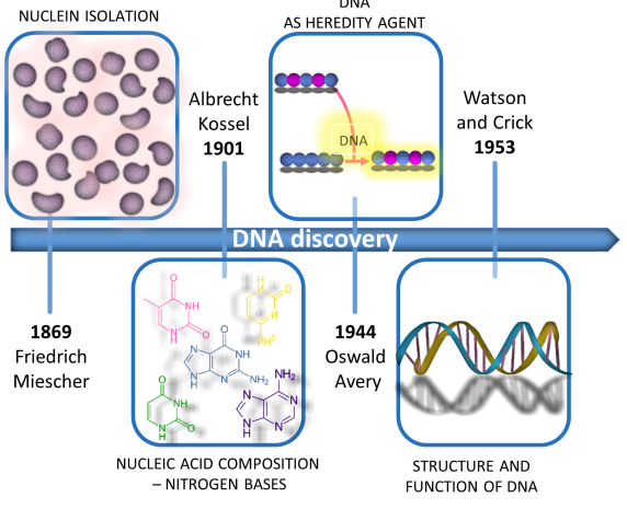 DNA discovery